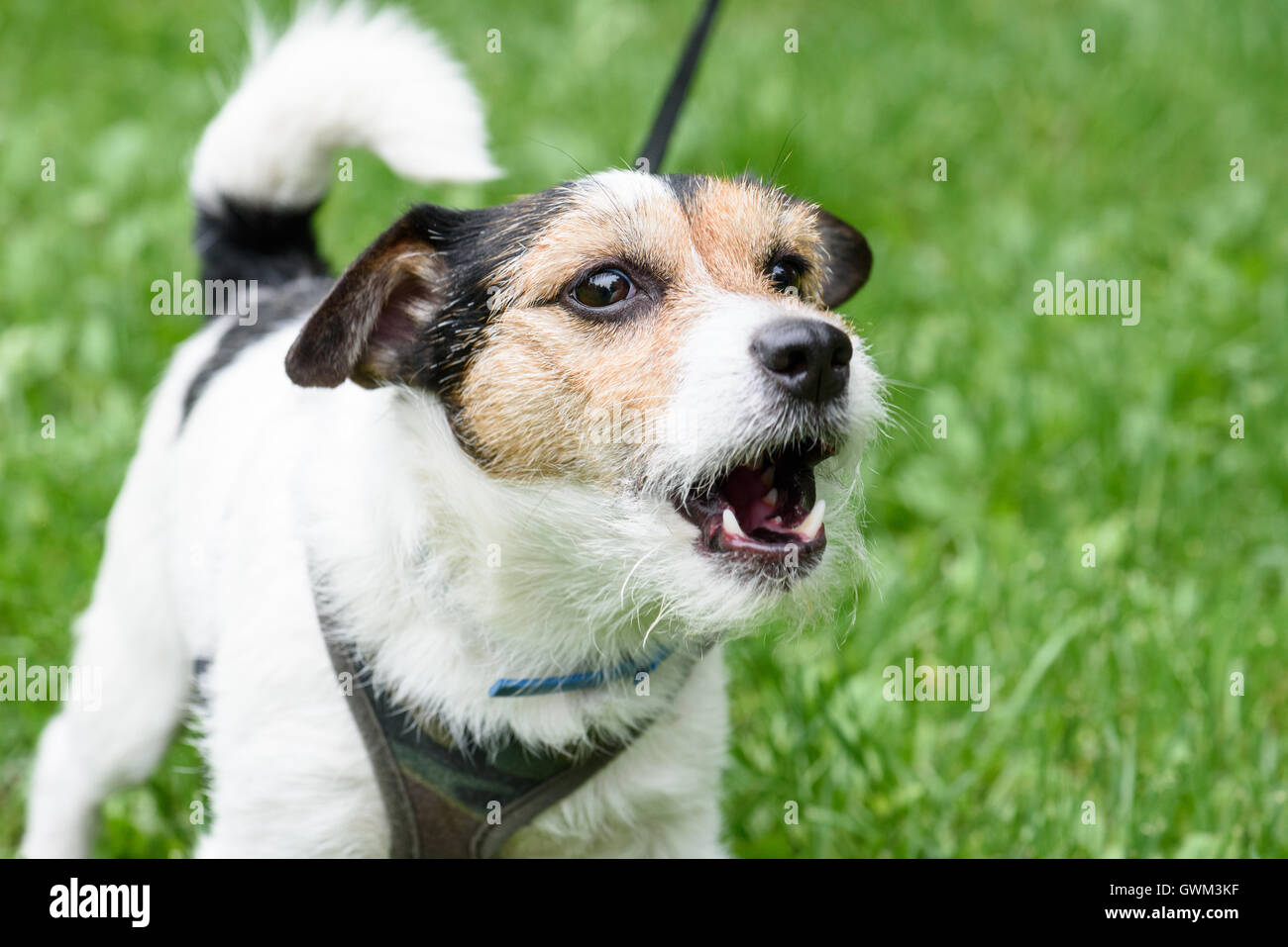 Cute barking dog not aggressive on leash Stock Photo Alamy