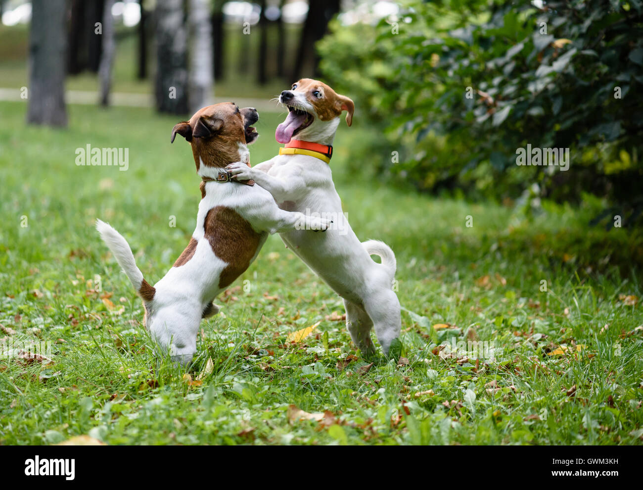 Two funny dogs playing and dancing Stock Photo - Alamy