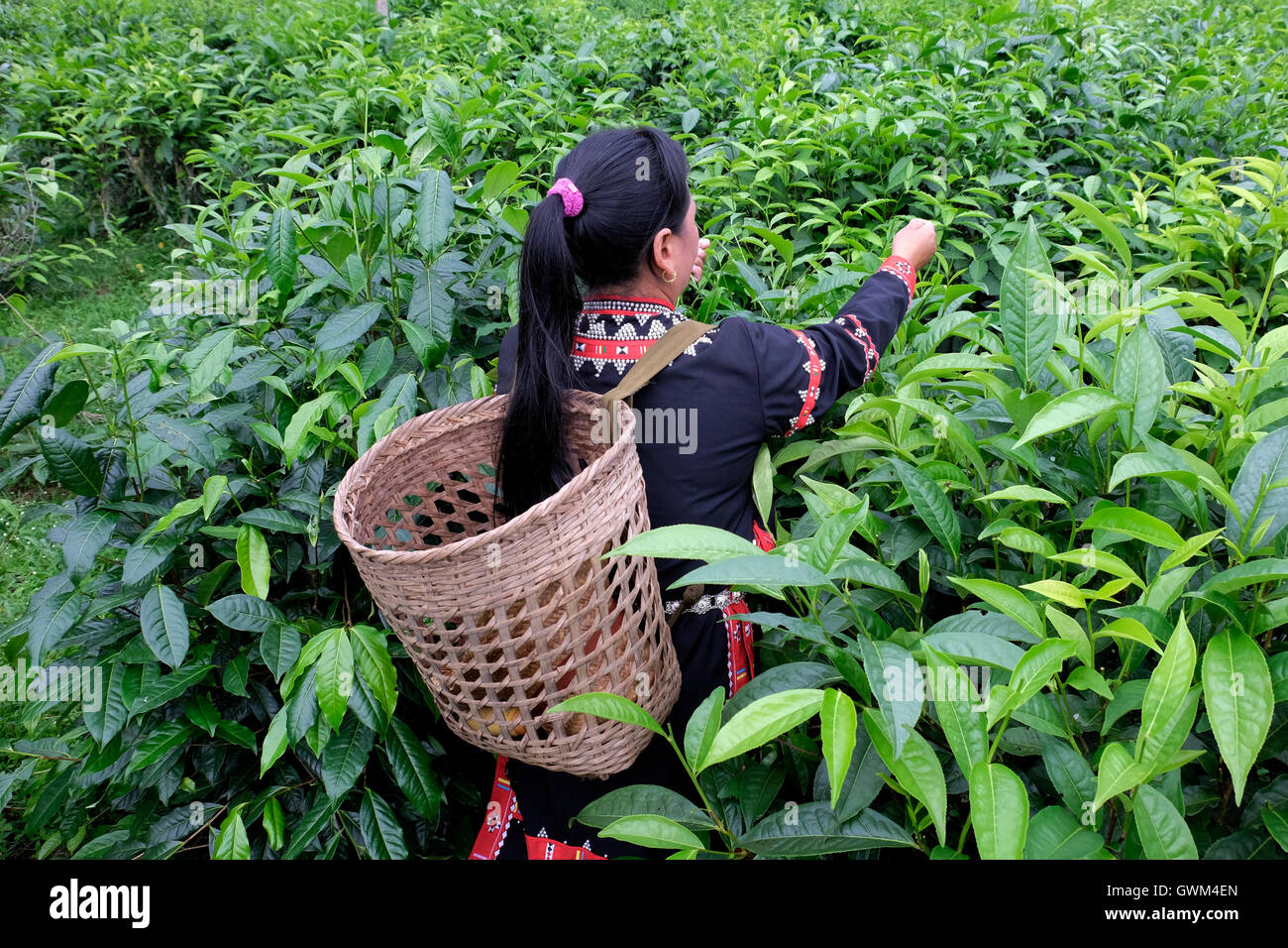 Tea plucker carrying a bamboo basket plucking tea leaves in Araksa Tea  plantation located in Mae Tang District, Chiang Mai province, Northern  Thailand Stock Photo - Alamy