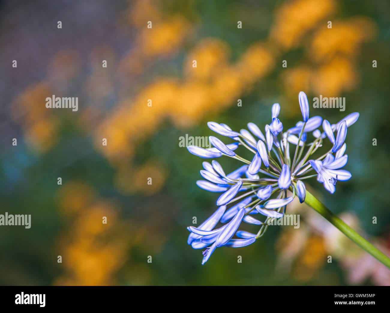 Close up of a beautiful blue Alium flower Stock Photo