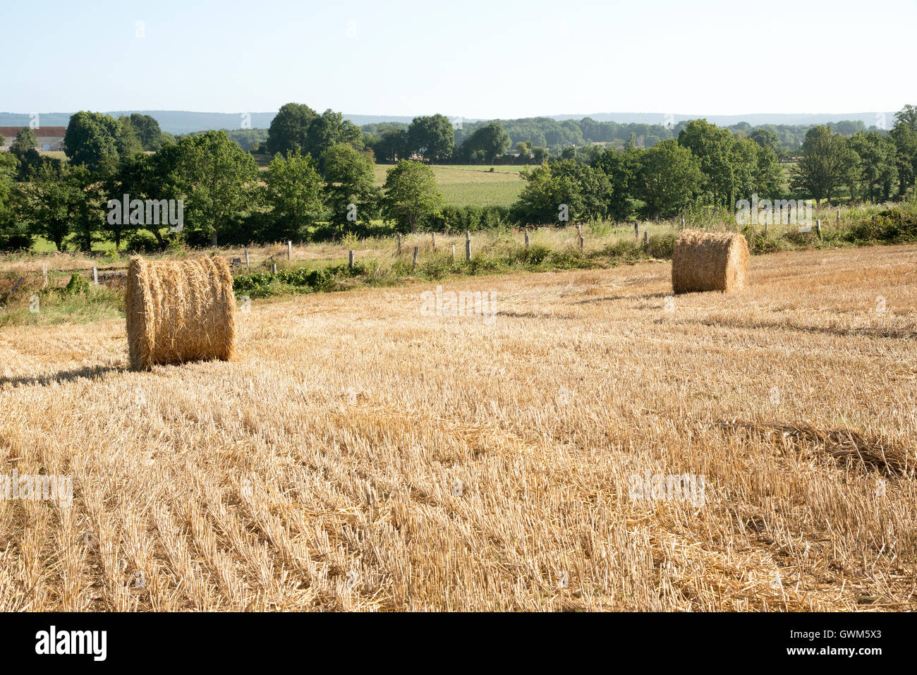 95,000+ Straw Hay Pictures