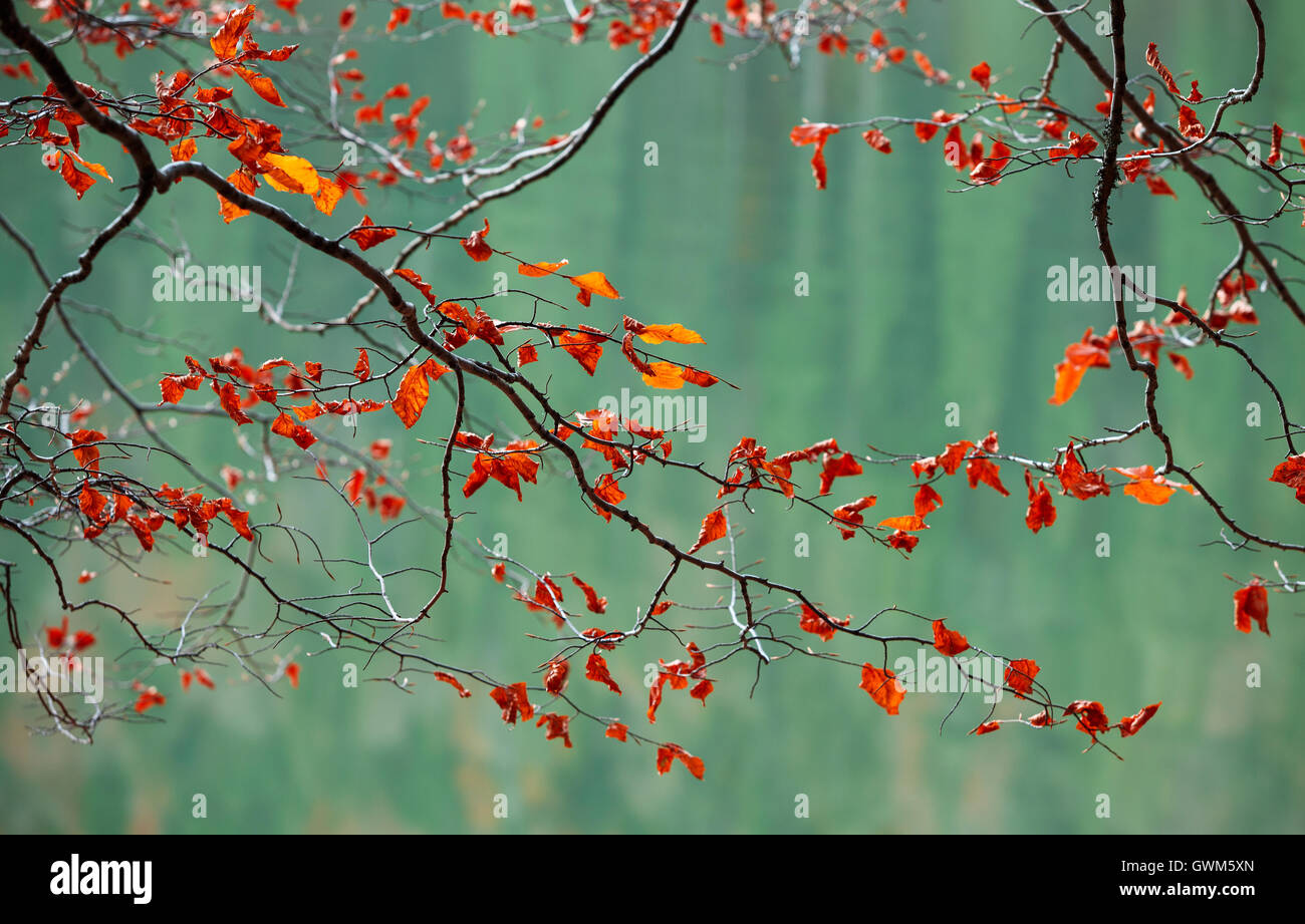 Branches with autumn leaves over the river Stock Photo - Alamy