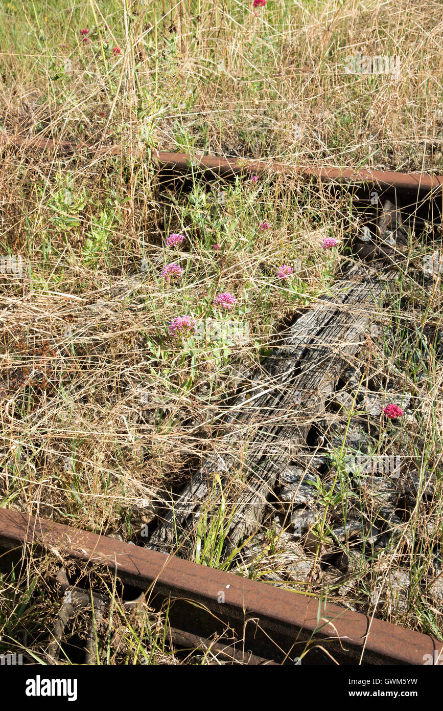 Pace Alencon France - Disused railroad track with rusting rails and overgrown with grass and weeds Stock Photo