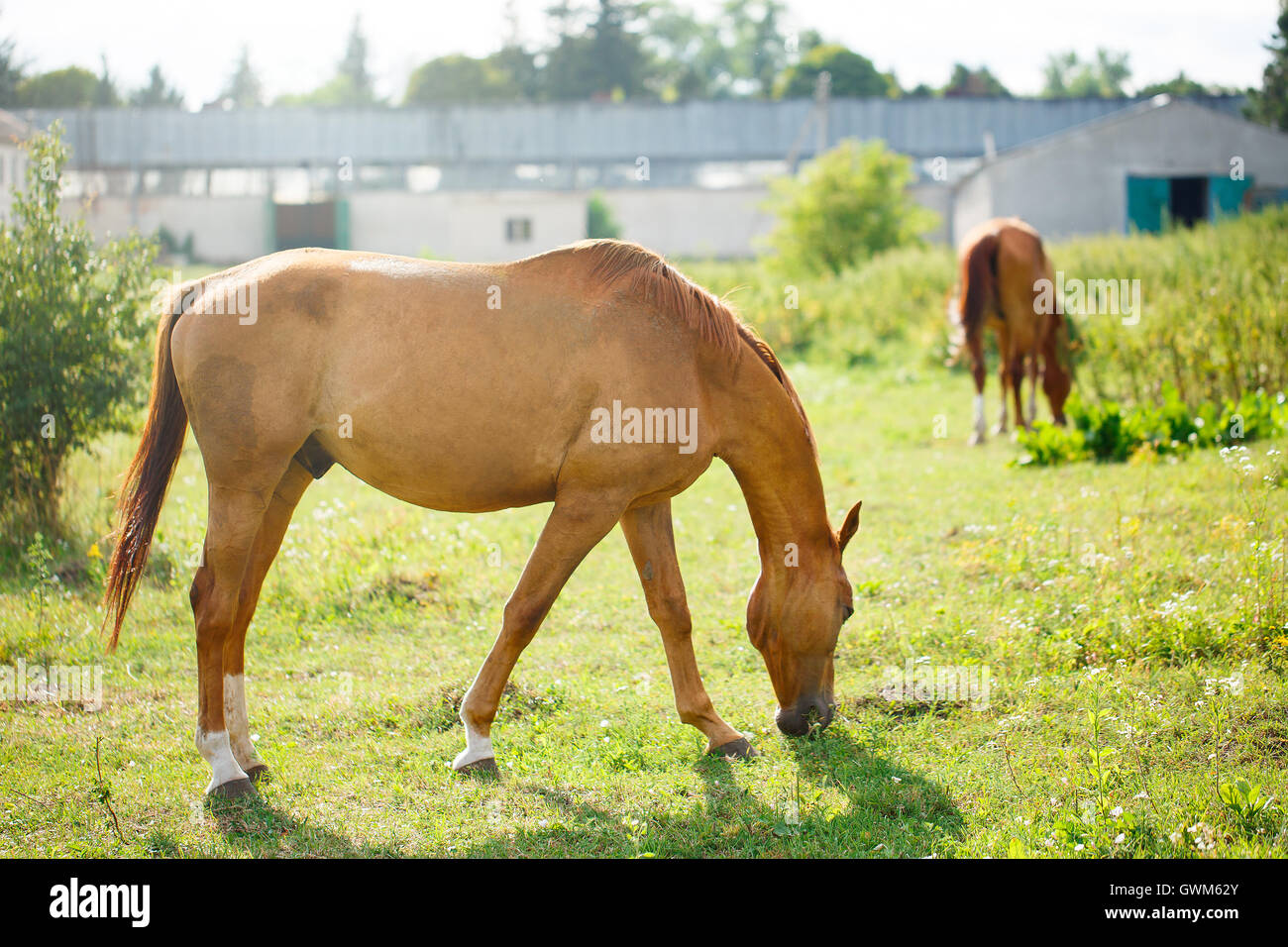Beautiful Brown Horse in a Green Field Stock Photo - Alamy