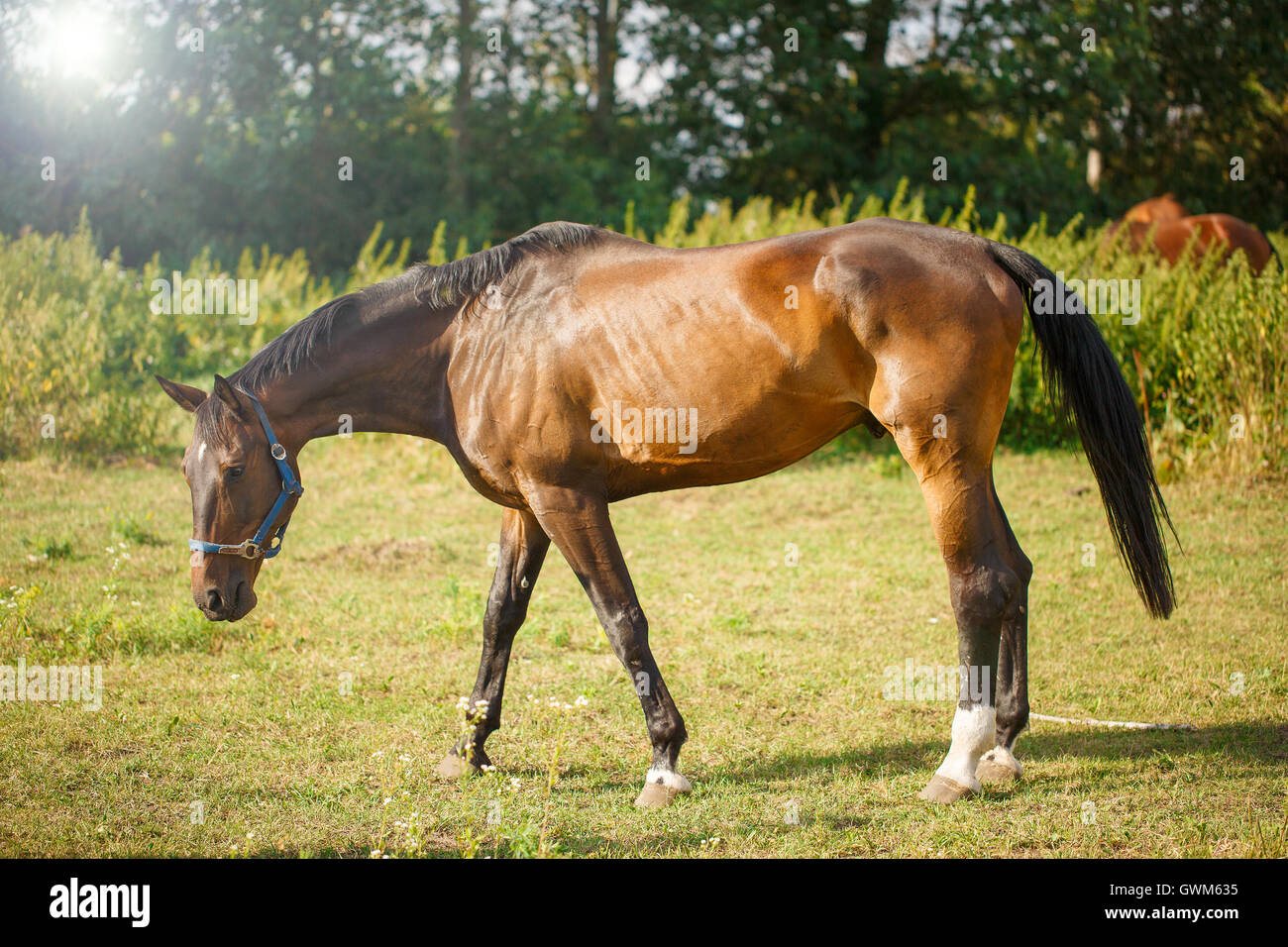 Beautiful Brown Horse in a Green Field Stock Photo - Alamy