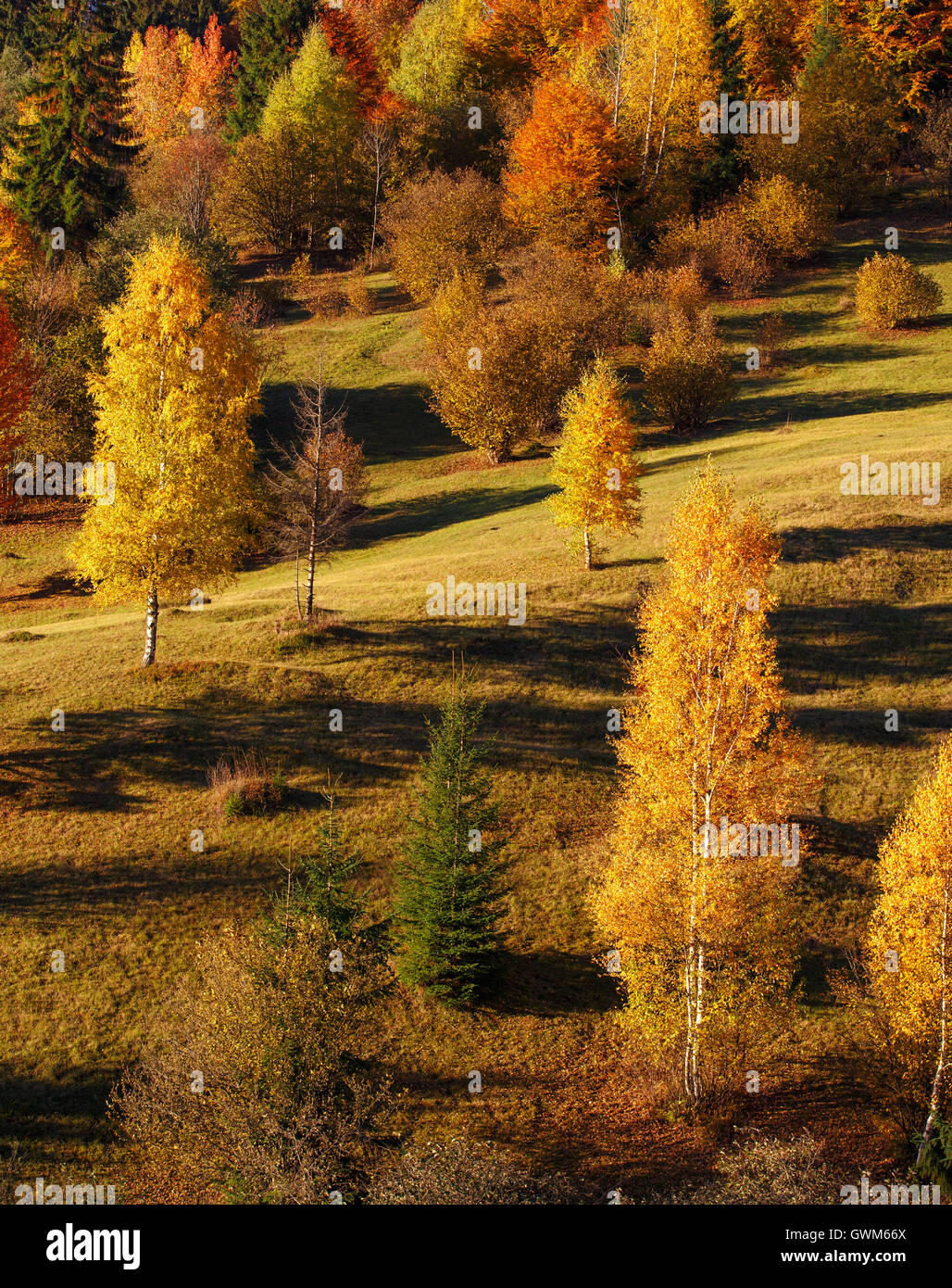 mystery autumn landscape with yellow trees and falling leaves Stock Photo