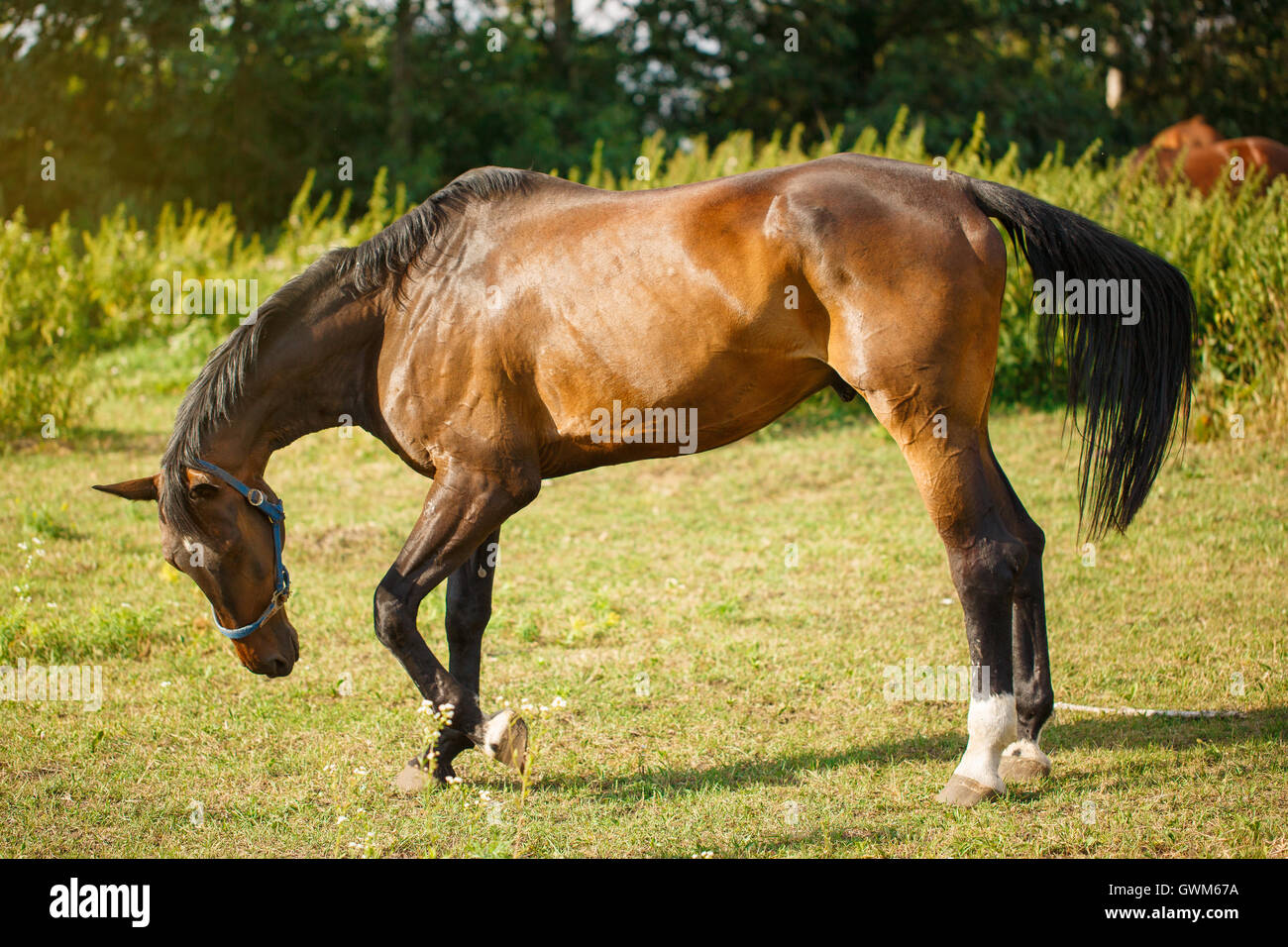 Beautiful Brown Horse in a Green Field Stock Photo - Alamy