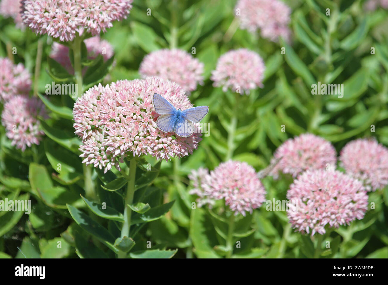 common blue butterfly Latin polyommatus icarus boalensis on pink ice-plant sedum cauticolum or cauticola in Italy by Ruth Swan Stock Photo