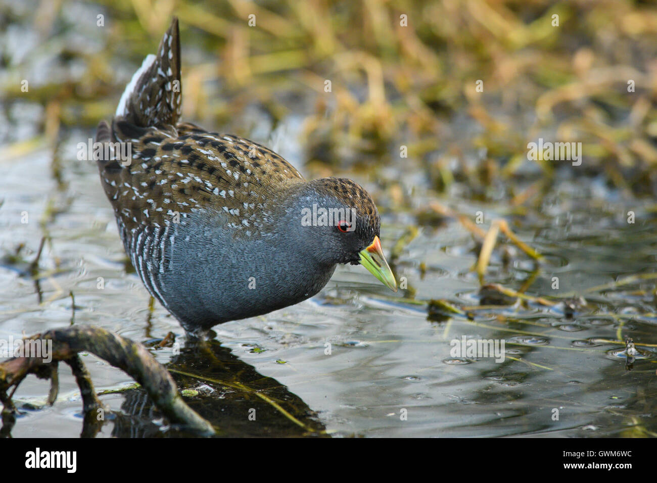 Australian Spotted Crake - Alamy