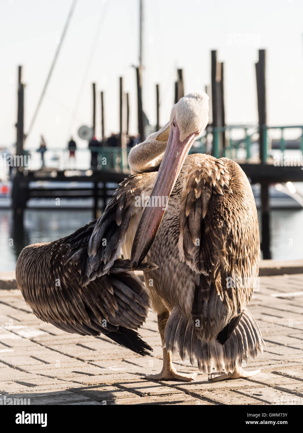Young Pelican in the port of Walvis Bay, Namibia. Stock Photo