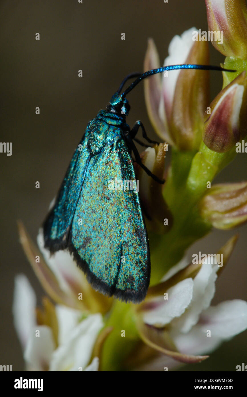 Forester Moth on Dense Leek Orchid. Stock Photo