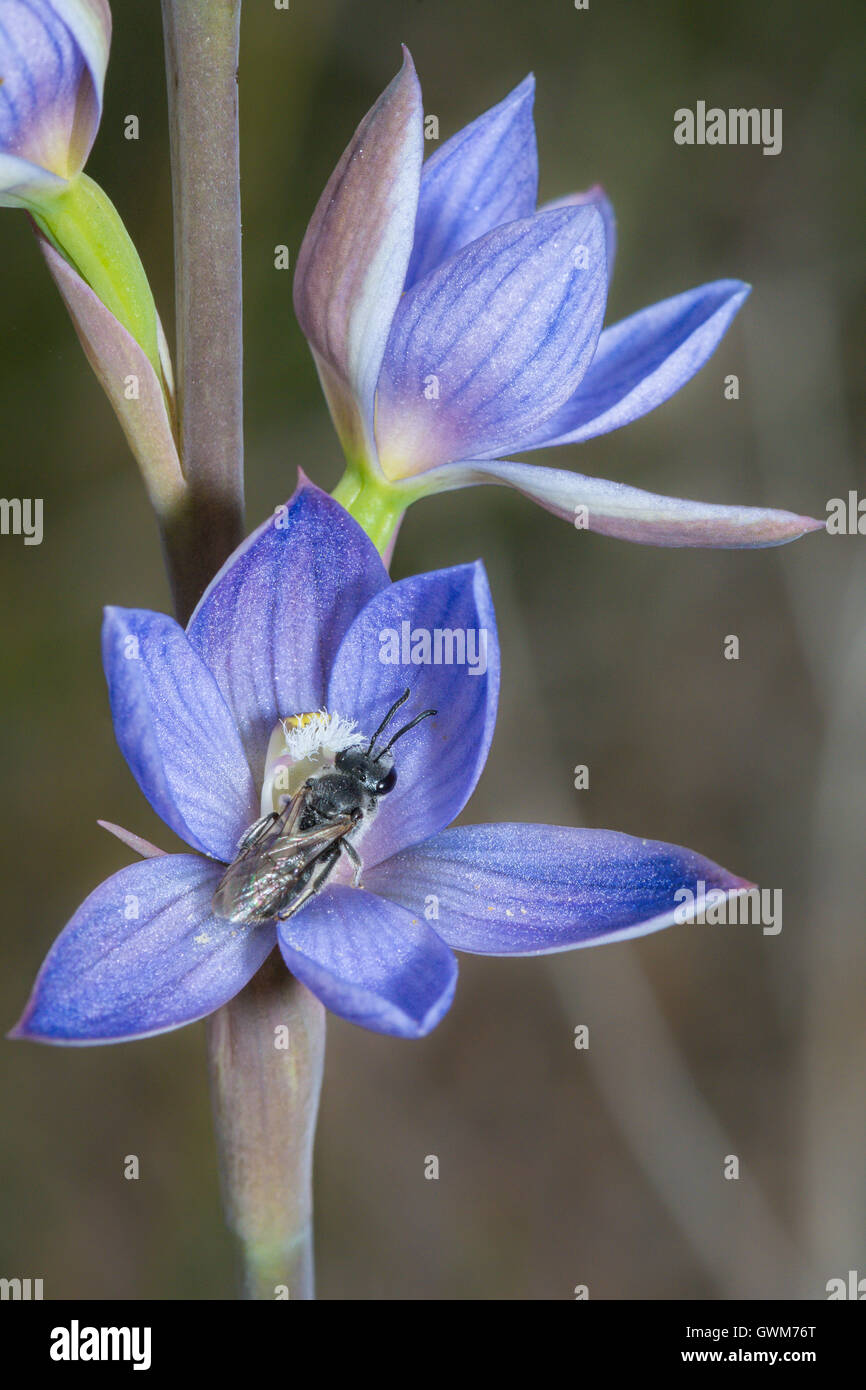 Sun Orchid with Native Bee. Stock Photo