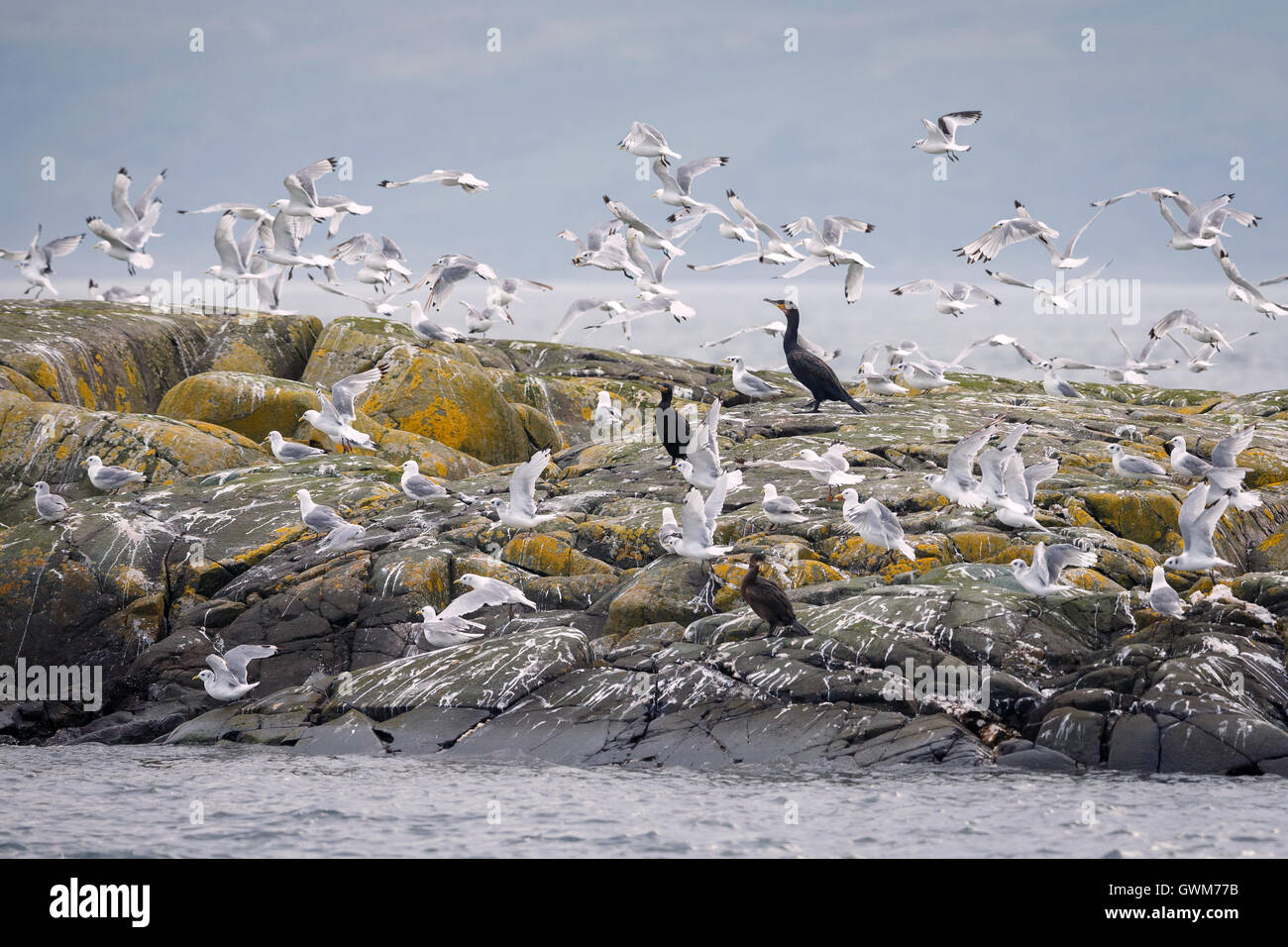 European Herring Gulls (Larus argentatus) and European Shags (Phalacrocorax aristotelis) Stock Photo