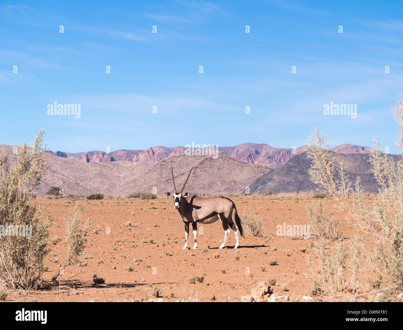 Single oryx gazelle (gemsbok) in Namibia, Africa. Stock Photo