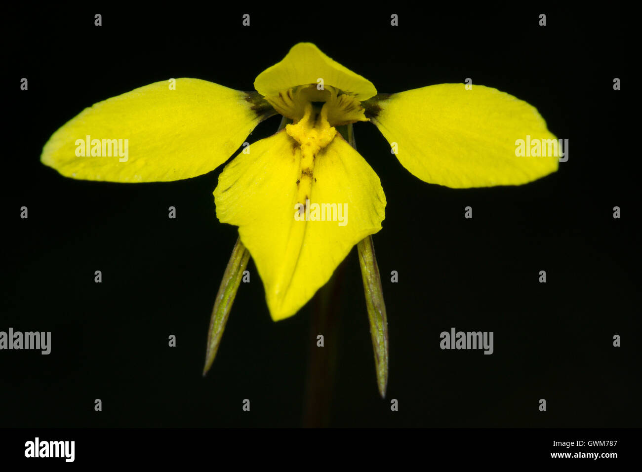 Golden Moth Orchid. Stock Photo
