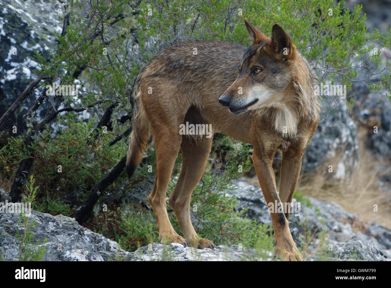 Canis Lupus Signatus watching over rocks Stock Photo