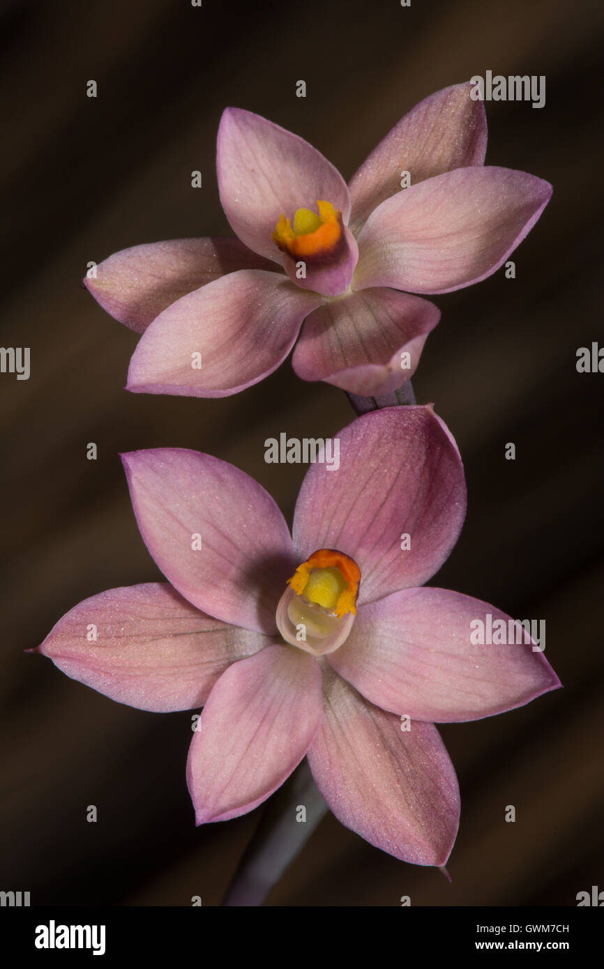 Salmon Sun Orchid. Stock Photo