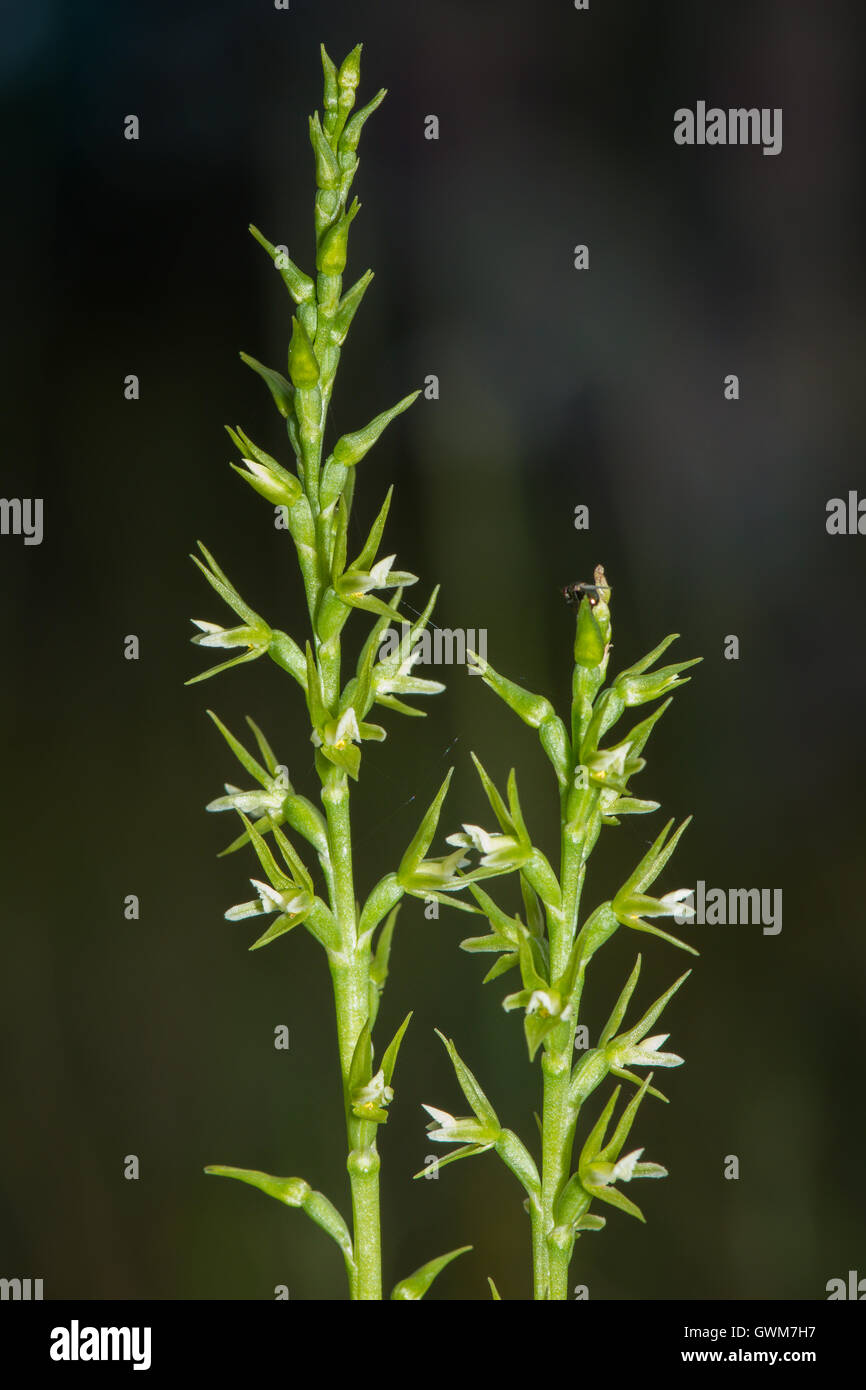 Green Leek Orchid inflorescence. Stock Photo