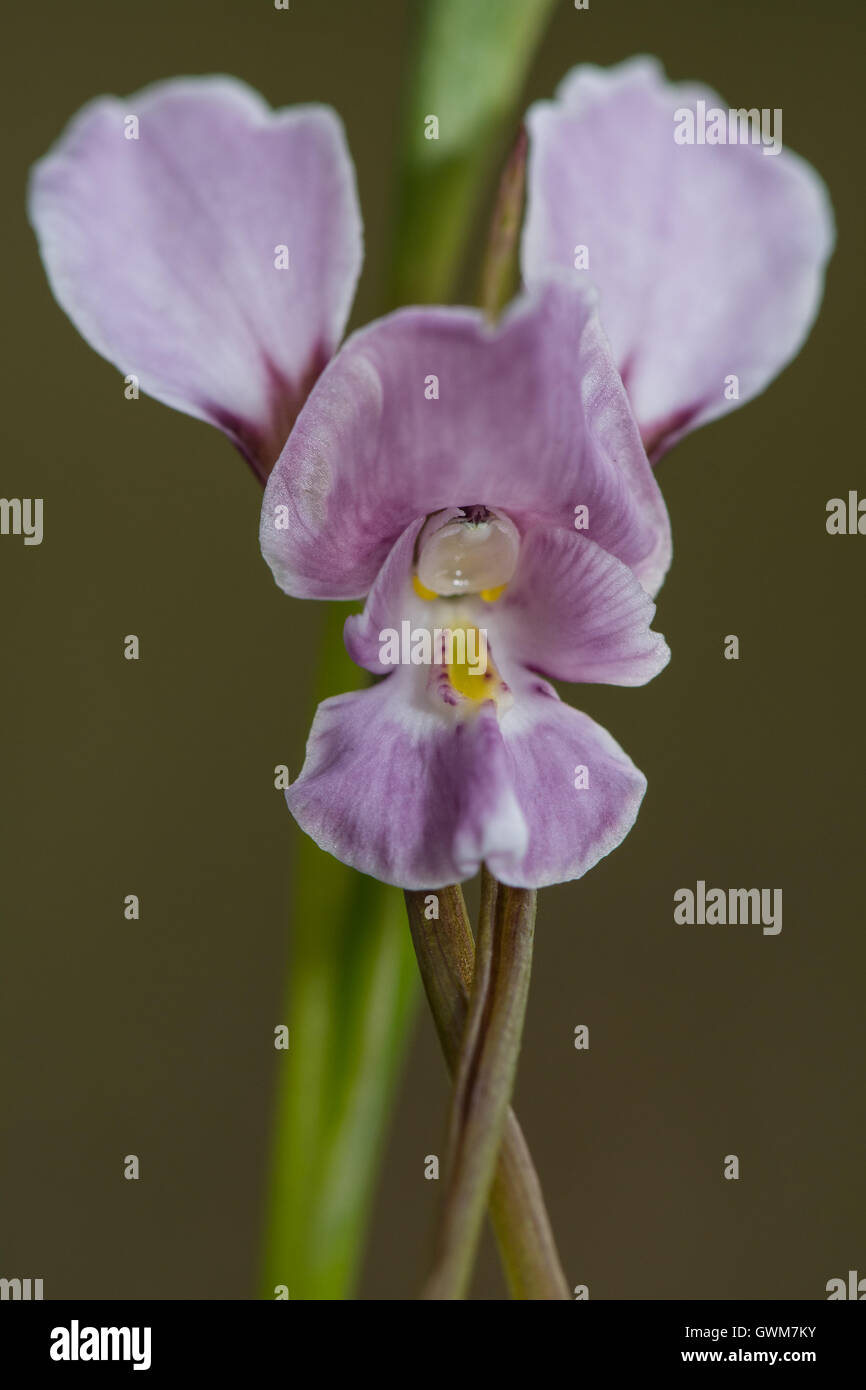 Purple Donkey Orchid close up. Stock Photo