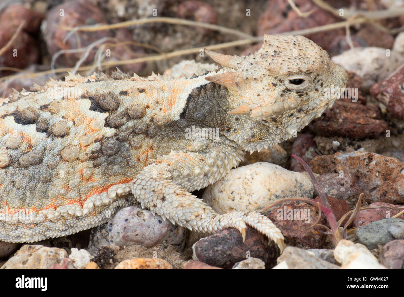Horned toad, Calico Mountains Wilderness, Black Rock Desert High Rock Canyon Emigrant Trails National Conservation Area, Nevada Stock Photo