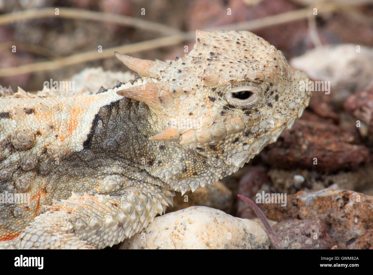 Horned toad, Calico Mountains Wilderness, Black Rock Desert High Rock Canyon Emigrant Trails National Conservation Area, Nevada Stock Photo