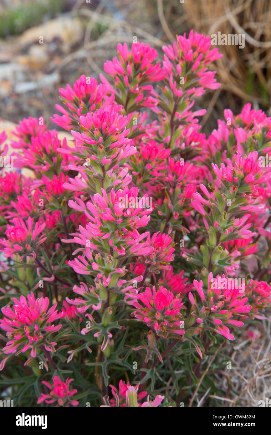 desert indian paintbrush desert indian paintbrush