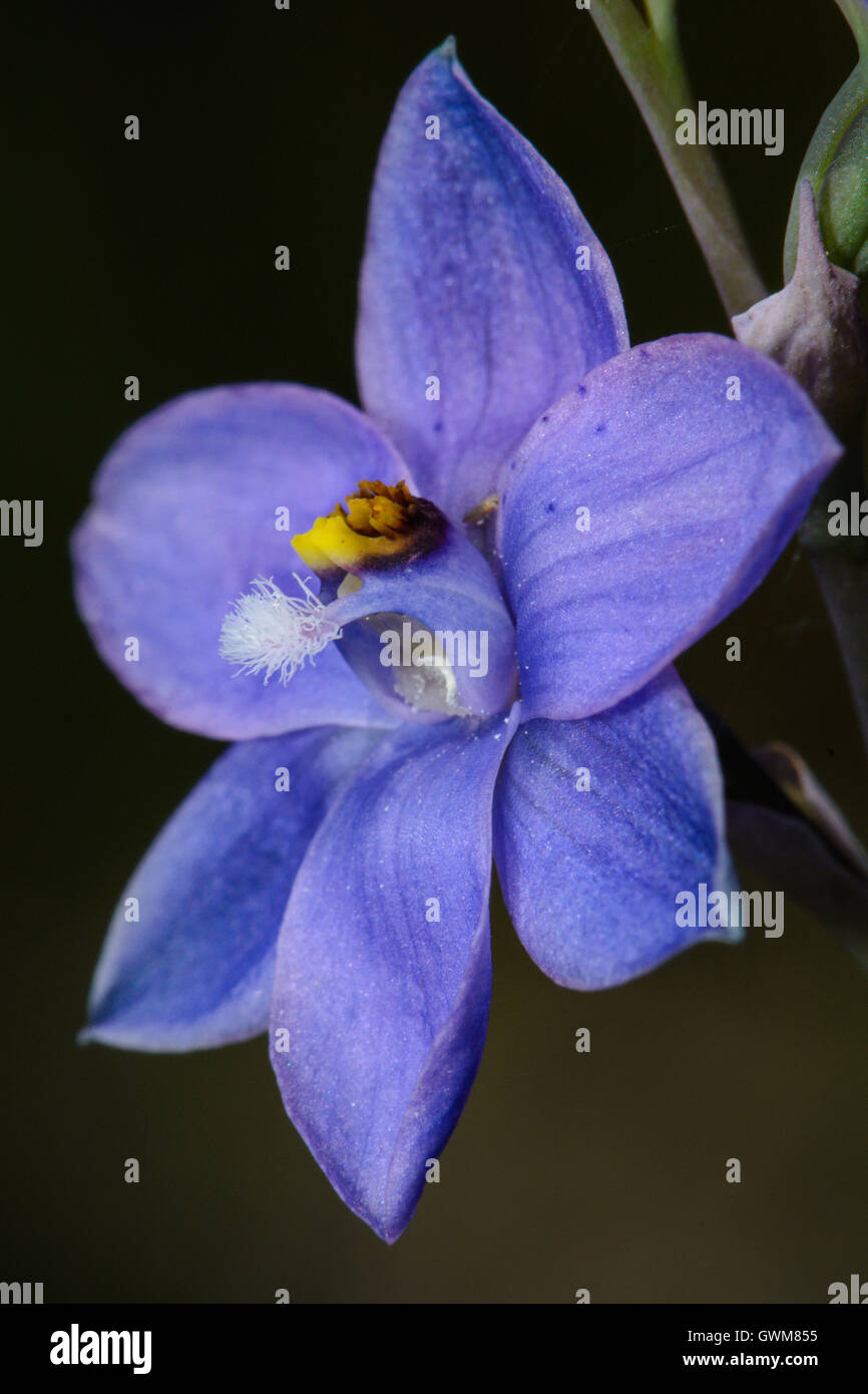 Spotted Sun Orchid flower. Stock Photo