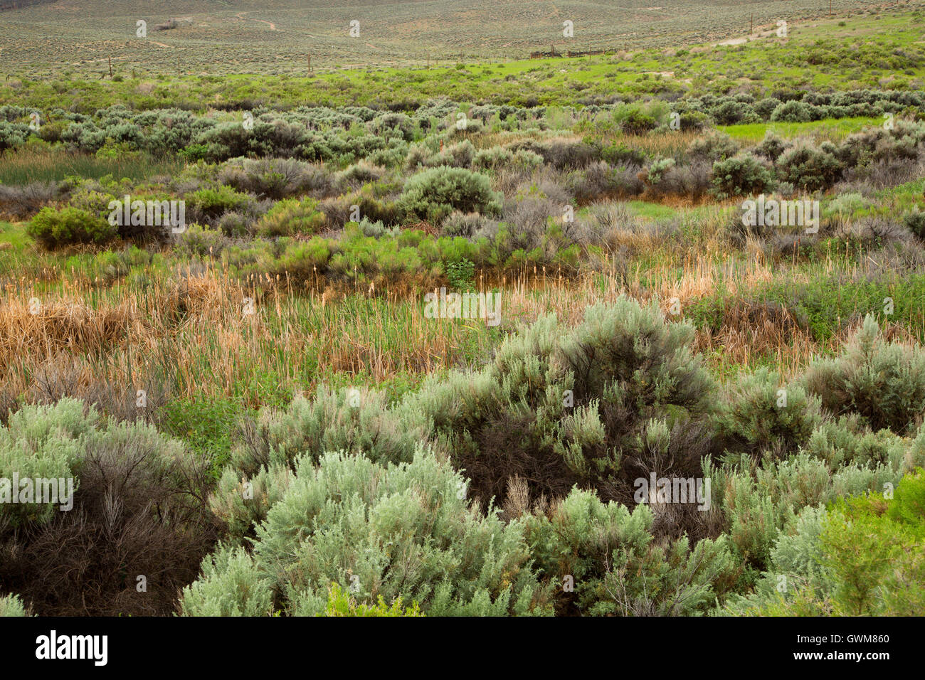 Great basin desert sagebrush hires stock photography and images Alamy