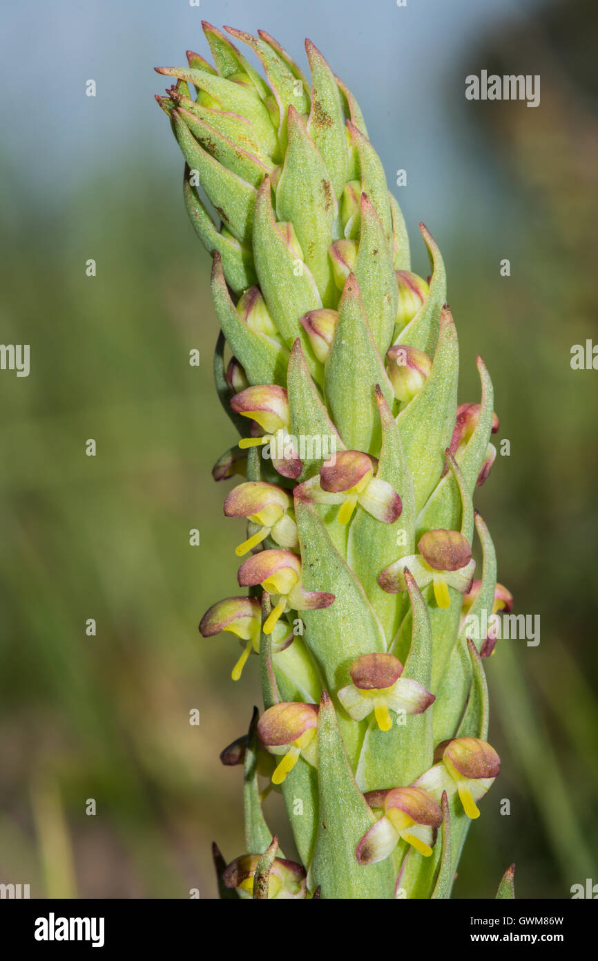 South African Weed Orchid. Stock Photo