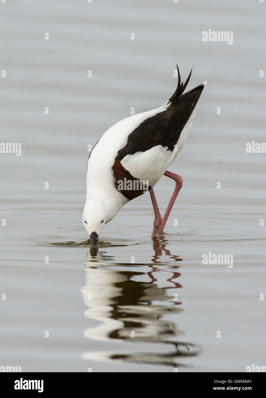 Australian stilt hires stock photography and images Alamy