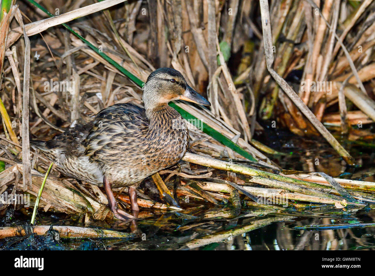 Mallard Stock Photo