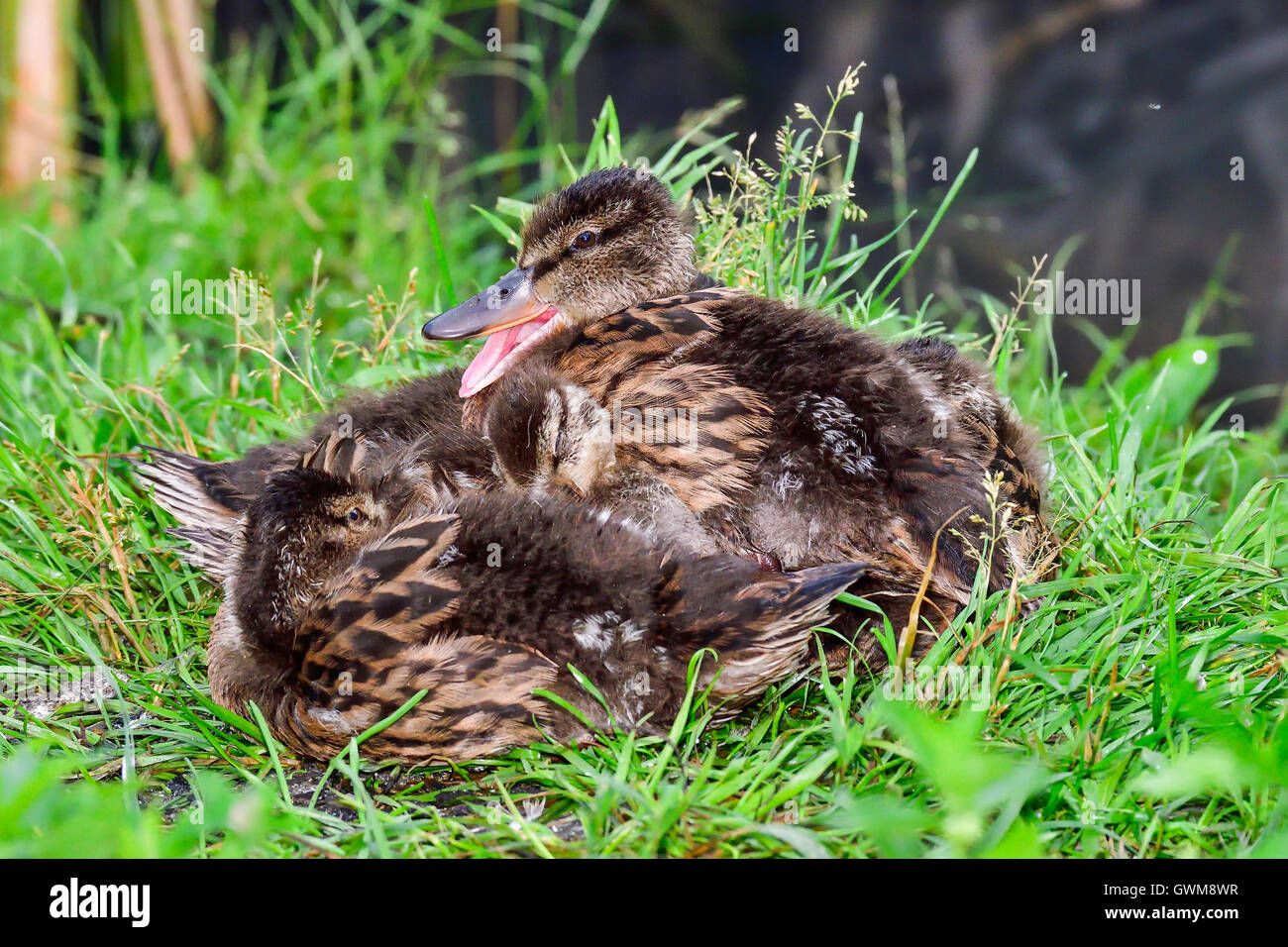 Mallard chicks pile. Stock Photo
