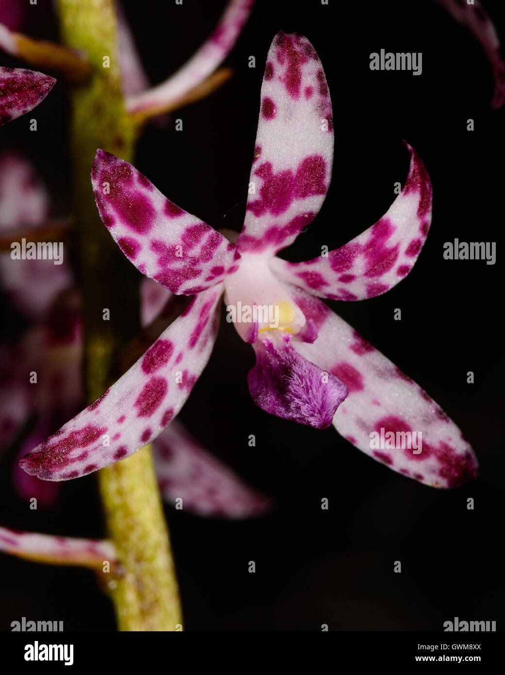Blotched Hyacinth Orchid flower. Stock Photo