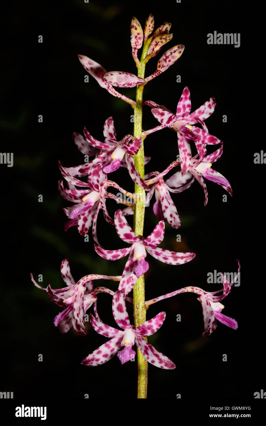 Blotched Hyacinth Orchid inflorescence. Stock Photo