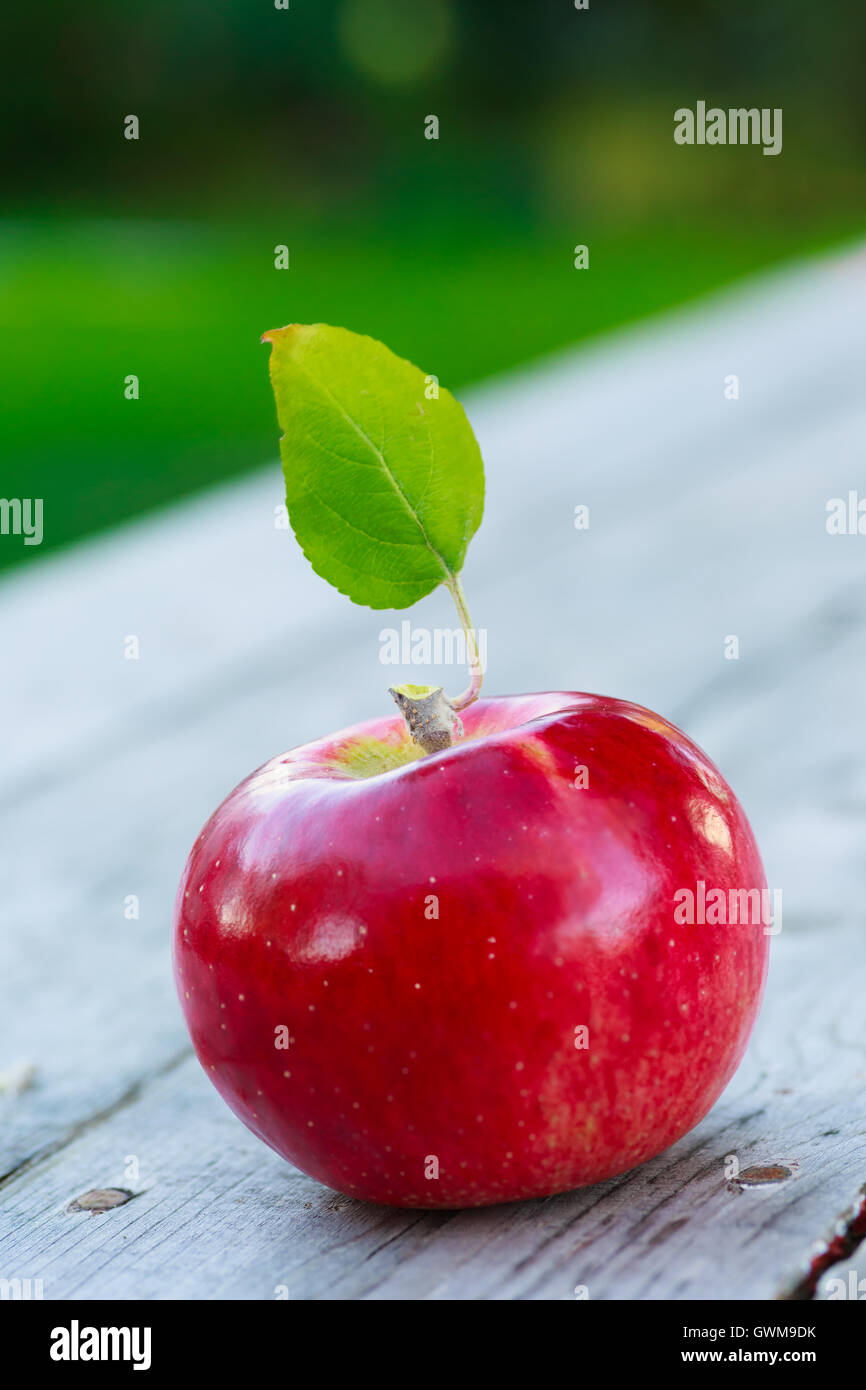 https://c8.alamy.com/comp/GWM9DK/a-red-ripe-honey-crisp-apple-fresh-from-the-farm-GWM9DK.jpg