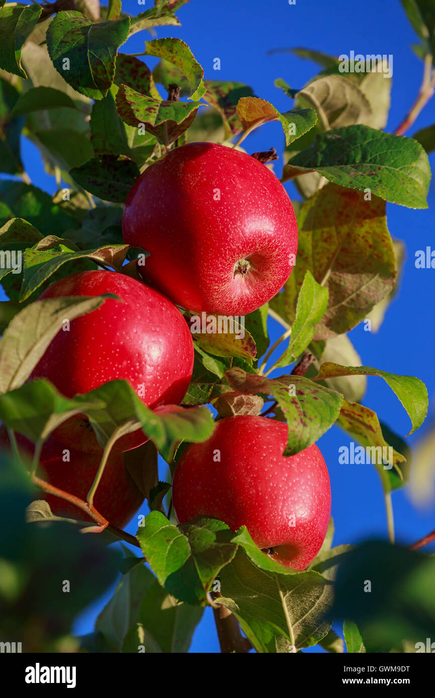 Honey crisp apple hires stock photography and images Alamy