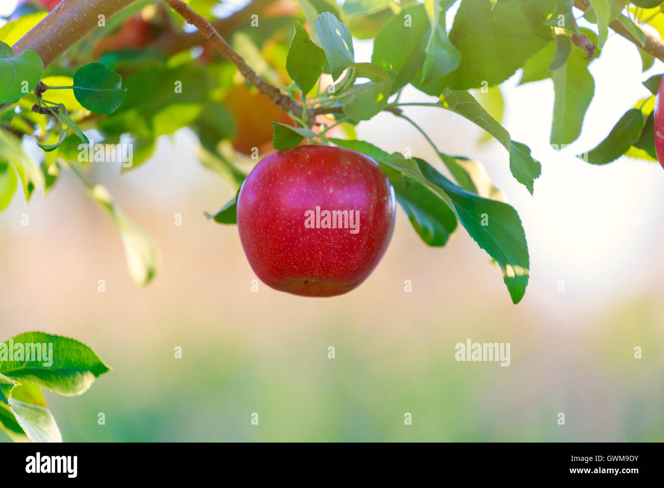 Honey Crisp apples on trees in the orchard Stock Photo Alamy