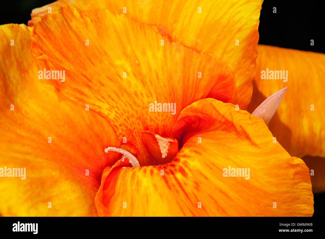 Canna lily florida hires stock photography and images Alamy