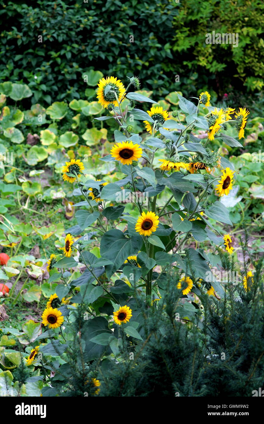 Blooming Sunflowers Bush In Garden Stock Photo Alamy