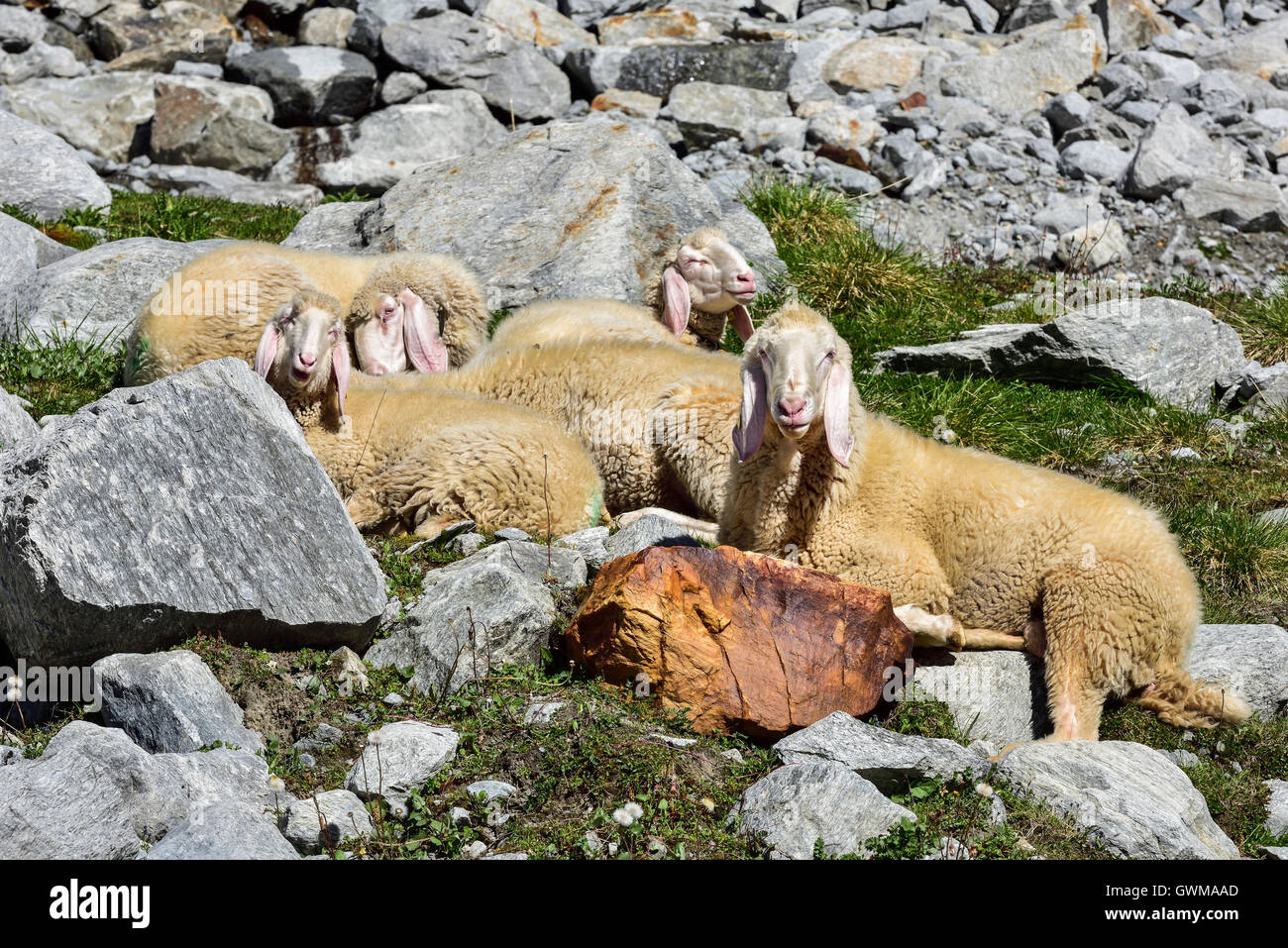 Alpine sheep hires stock photography and images Alamy