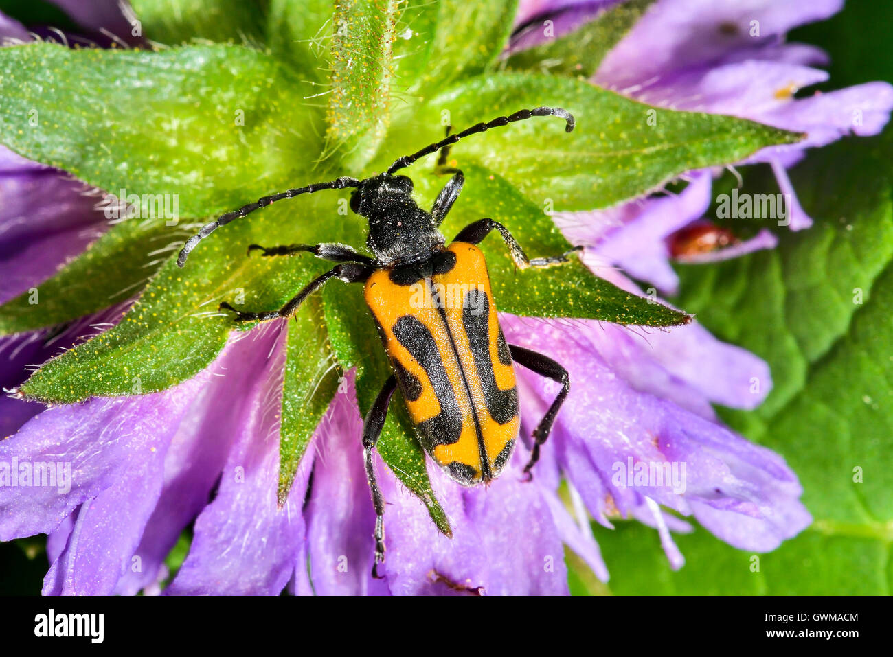 Longhorn beetle Stock Photo