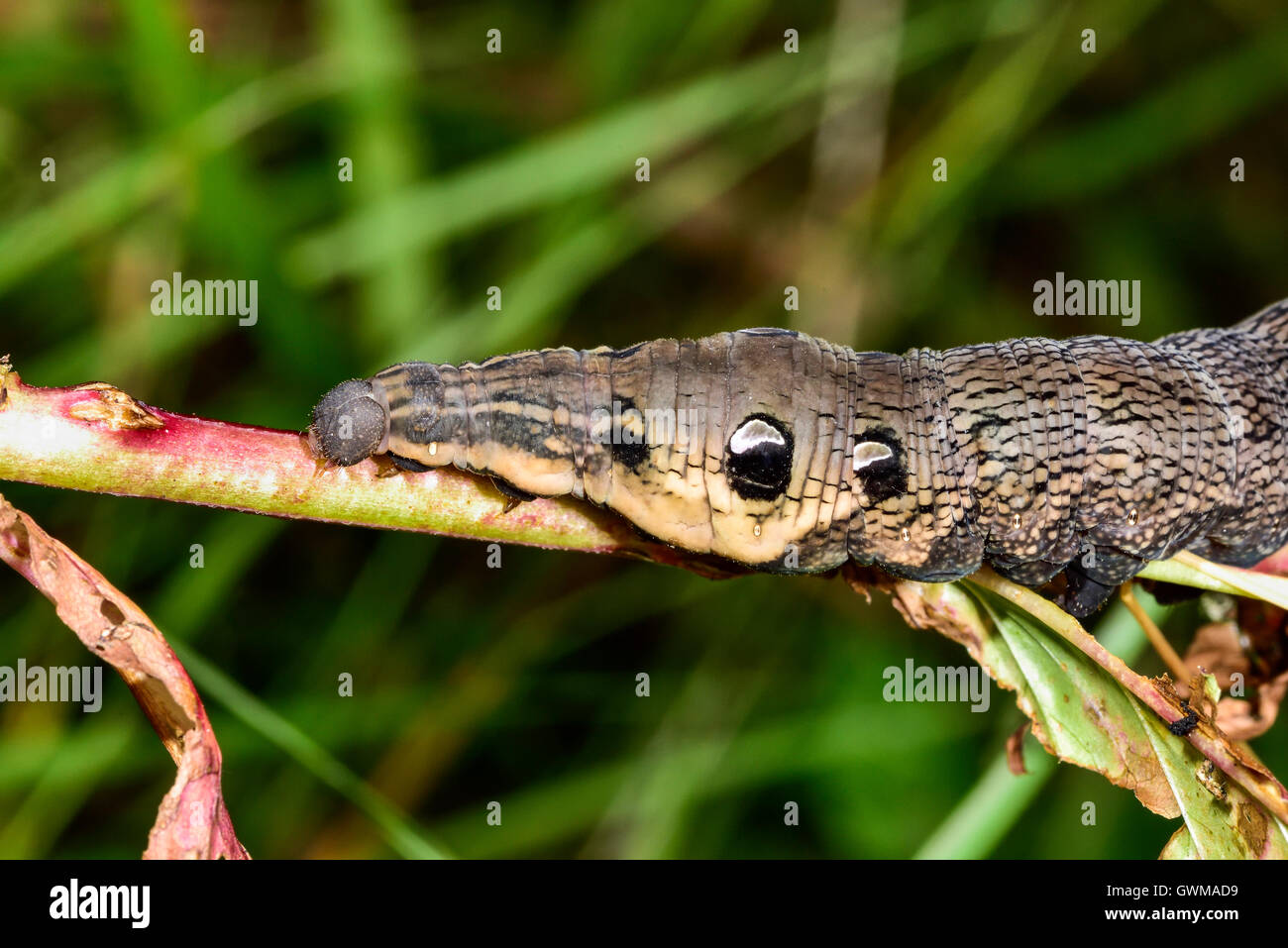 Elephant hawk-moth Stock Photo