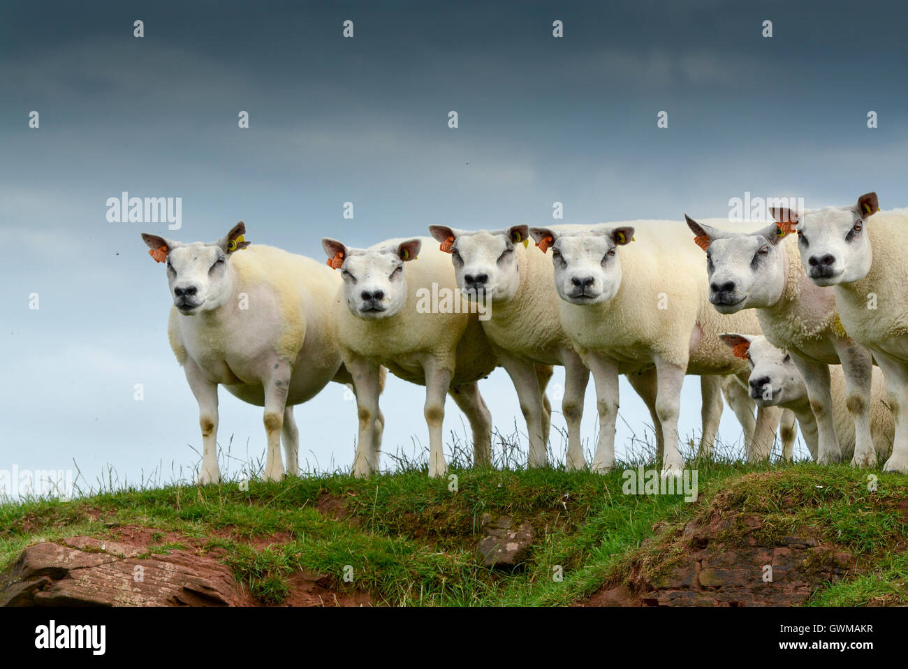 Beltex ewes on upland pasture, Cumbria, UK Stock Photo