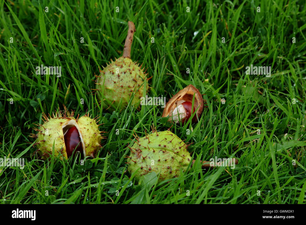 Conkers, horse chestnuts Stock Photo Alamy