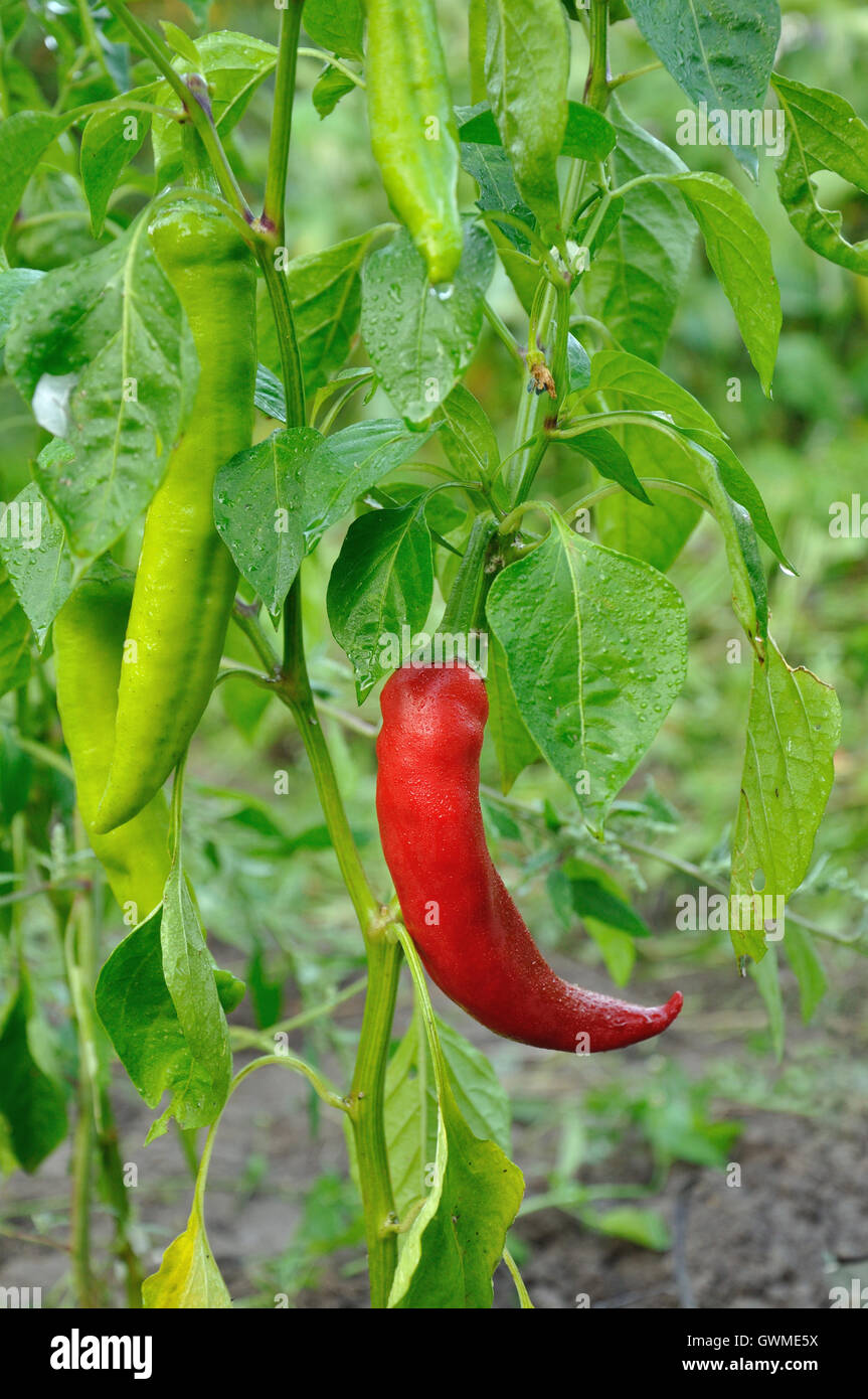 Bush of red long hot pepper growing Stock Photo Alamy
