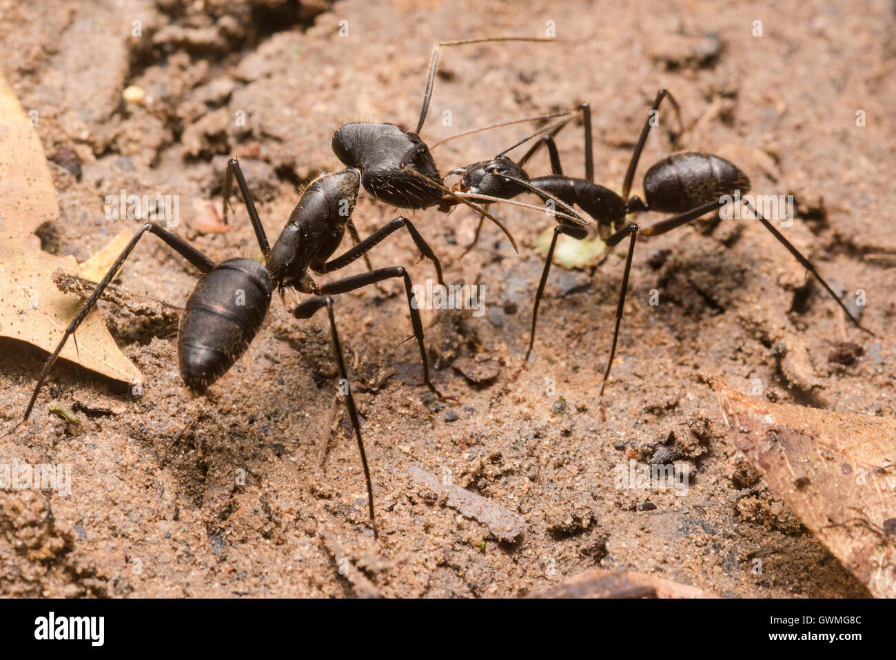 2 ants of the same species but differing appearances interact. Stock Photo