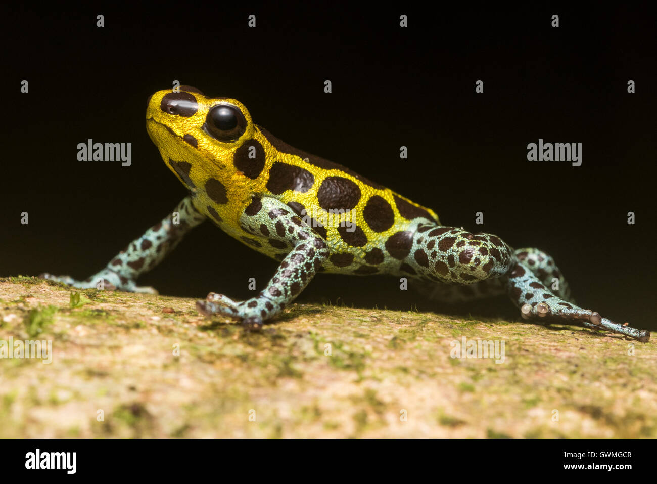 A male mimic poison frog (Ranitomeya imitator) perched on a branch. Stock Photo