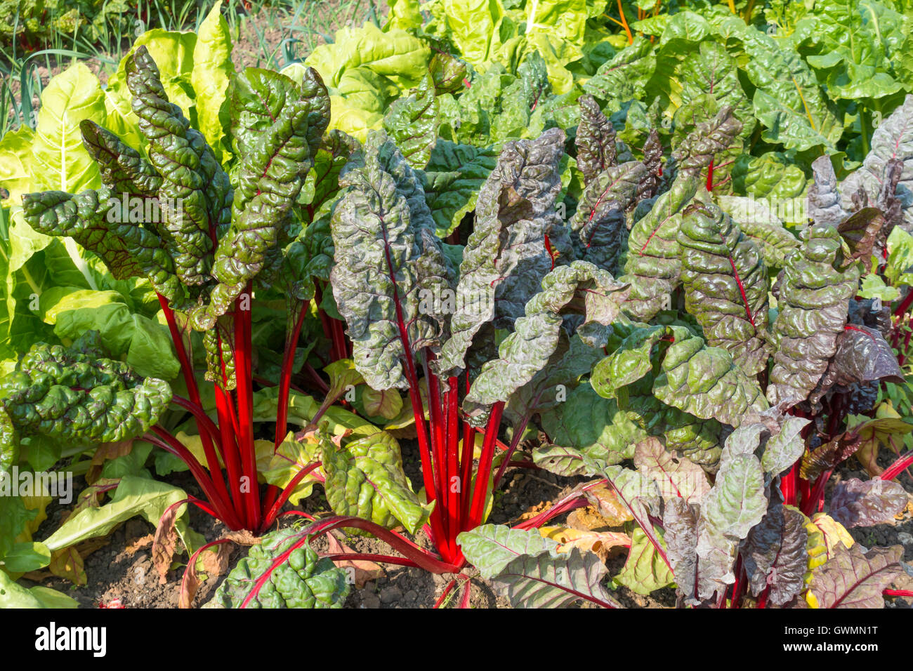 Red Chard growing in the Edible Garden at the Walled Rose Gardan