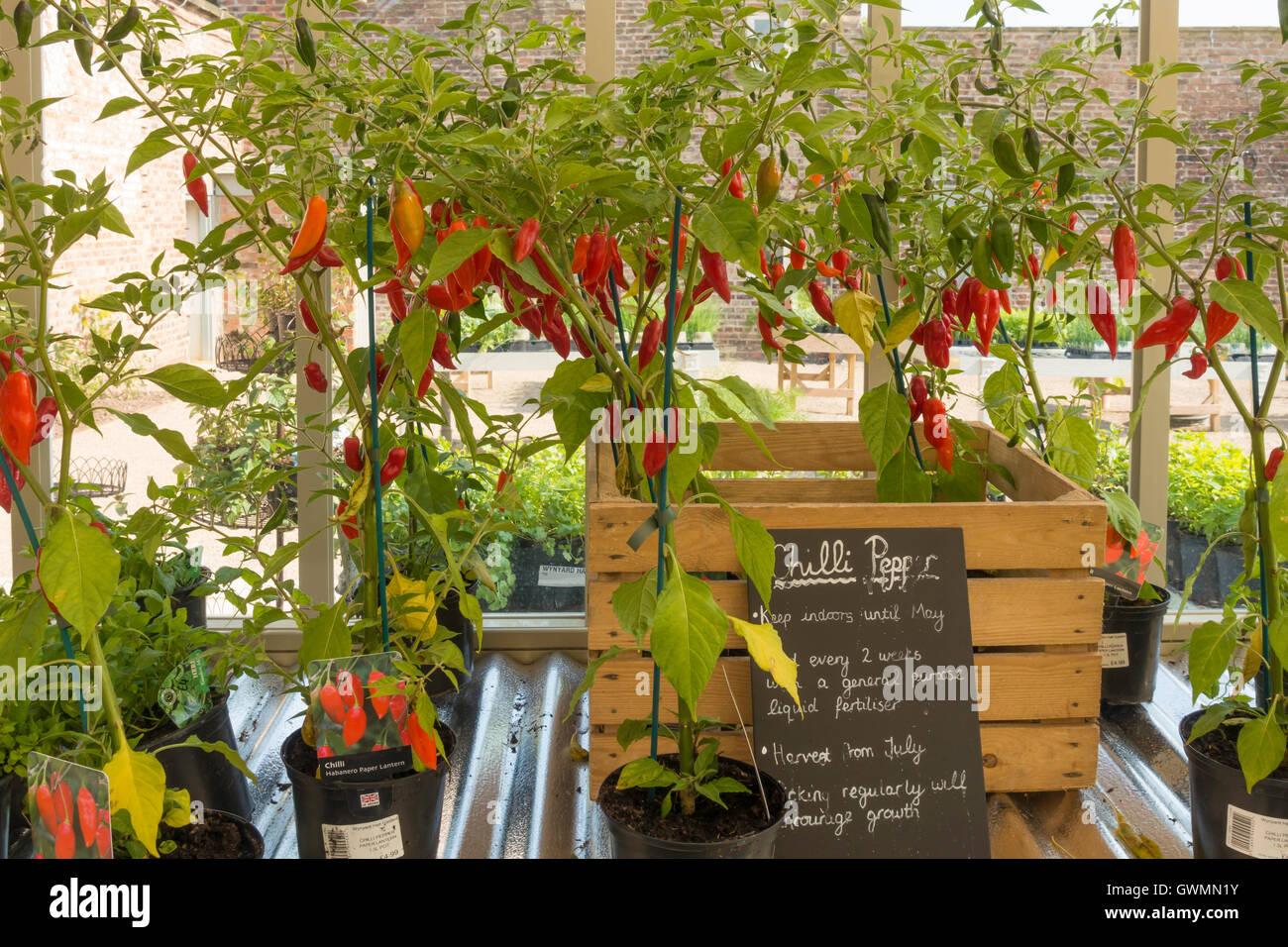 Chilli peppers greenhouse hires stock photography and images Alamy