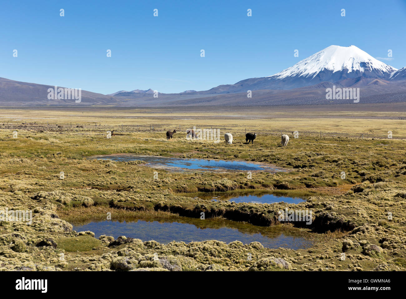 landscape of the Andes Mountains, with snowcovered volcano in the background, and a group of
